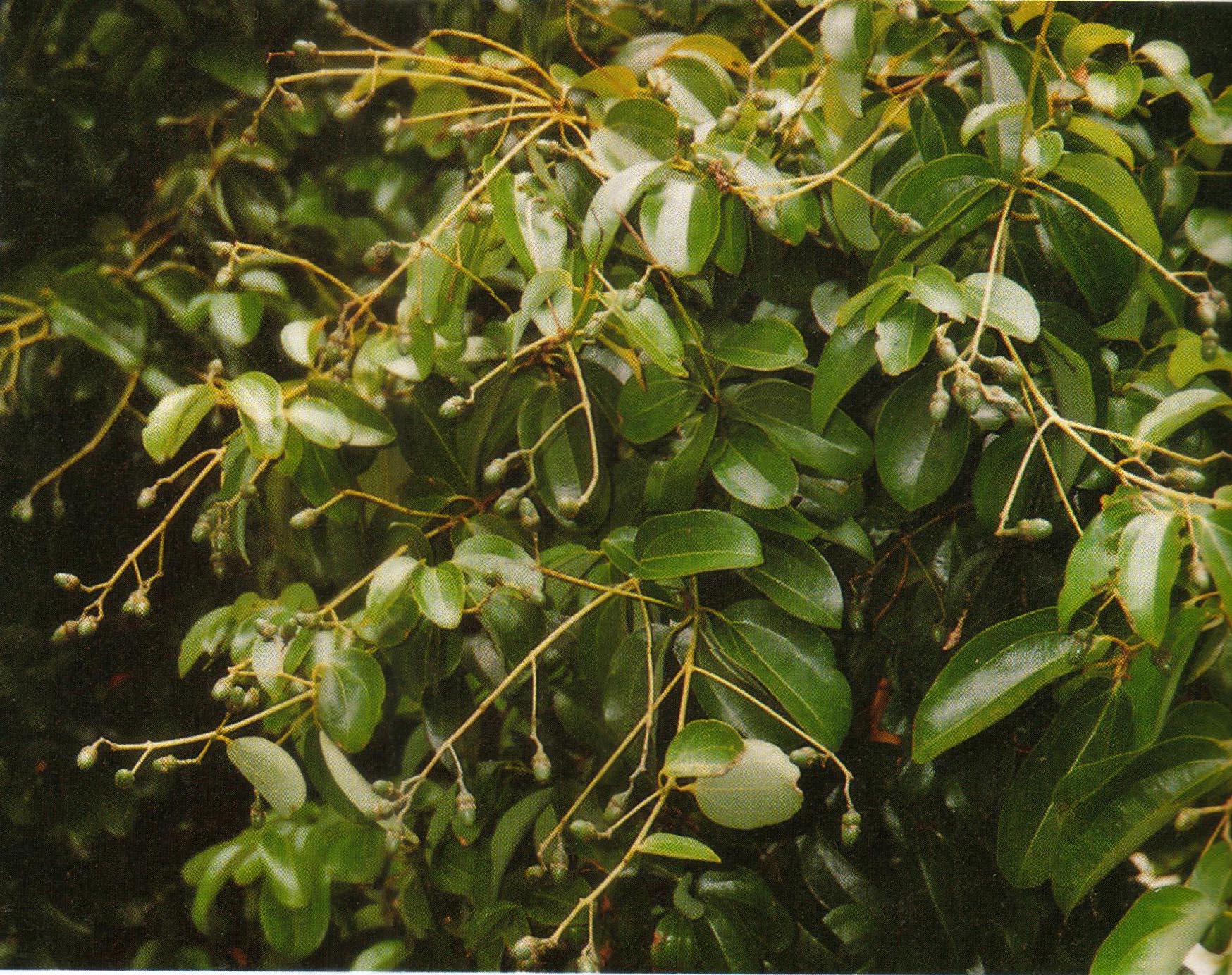 برگ بوی هندی - معرفی و خواص گیاهان دارویی